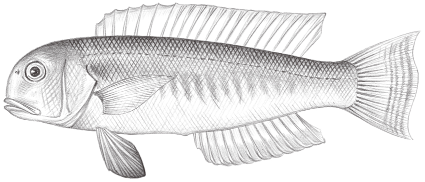 Branchiostegus albus (白馬頭魚)