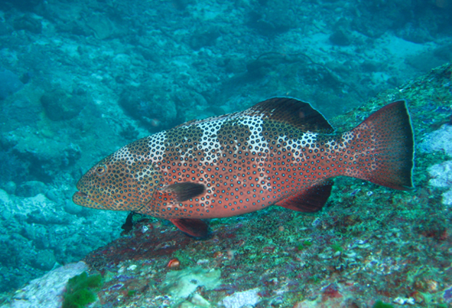 Plectropomus leopardus (花斑刺鰓鮨)