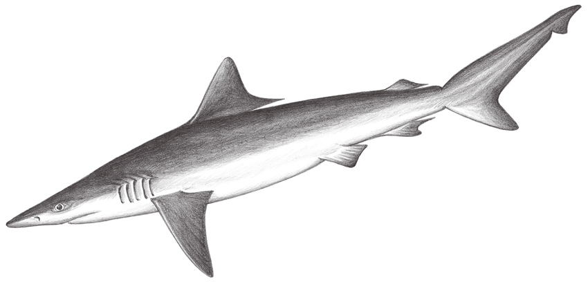 Carcharhinus macloti (麥氏真鯊)