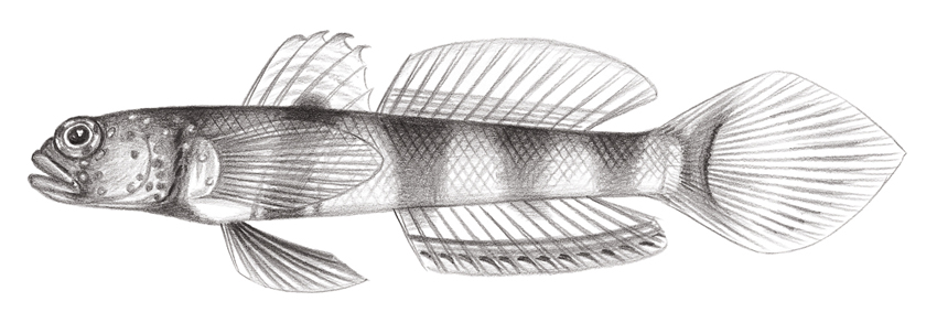 Amblyeleotris ogasawarensis (小笠原鈍塘鱧)