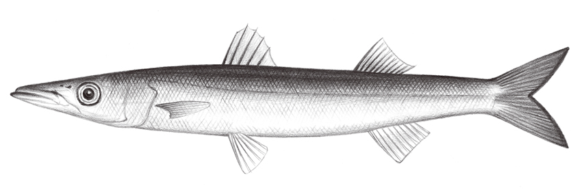 Sphyraena japonica (日本金梭魚)