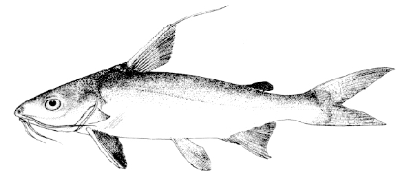 Arius arius (絲鰭海鯰)