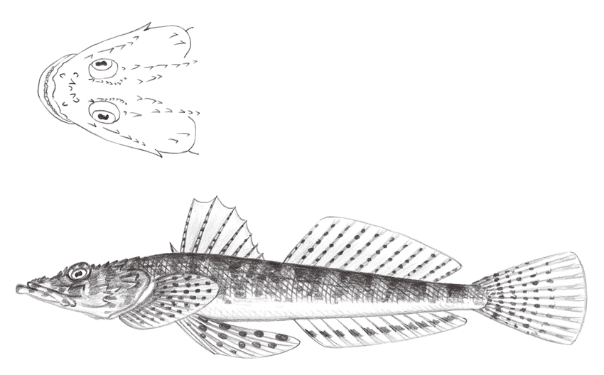 Sunagocia otaitensis (乳瓣蘇納牛尾魚)