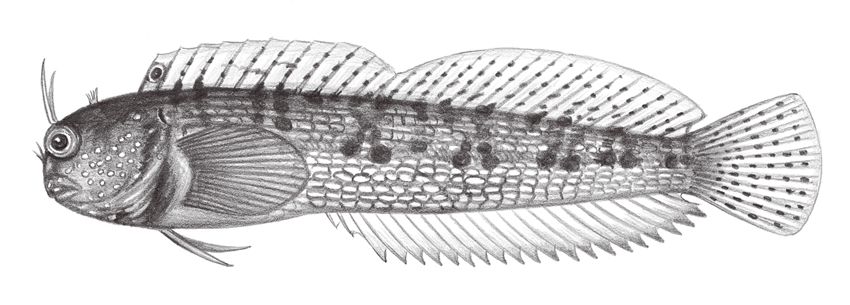 Mimoblennius atrocinctus (擬鳚)