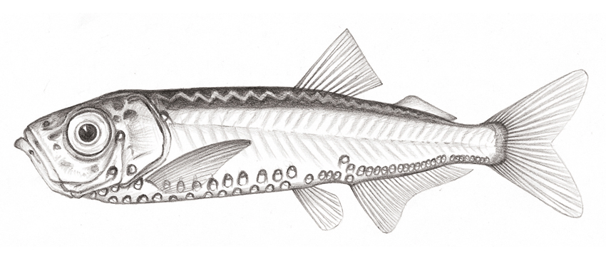 Maurolicus muelleri (穆氏暗光魚)