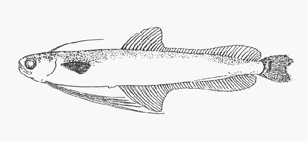 Bregmaceros nectabanus (銀腰海鰗鰍)