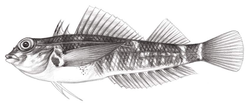 Enneapterygius rubicauda (紅尾雙線鳚)