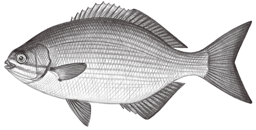 Kyphosus vaigiensis (低鰭舵魚)
