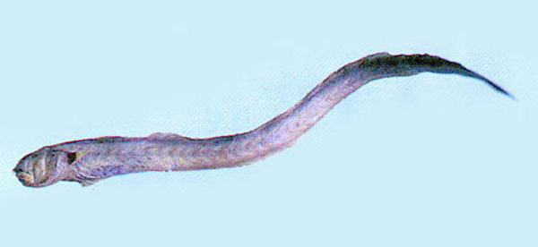Odontamblyopus lacepedii (拉氏狼牙鰕虎)