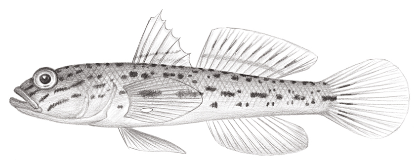 Ctenogobiops maculosus (頰紋櫛眼鰕虎)