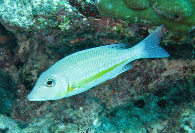 Lethrinus obsoletus (橘帶龍占魚)