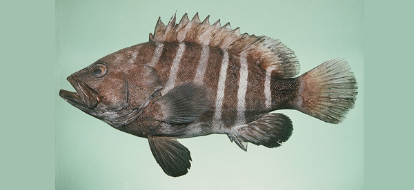 Hyporthodus septemfasciatus (七帶下美鮨)