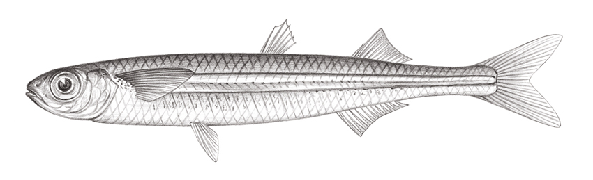 Hypoatherina tsurugae (下銀漢魚)