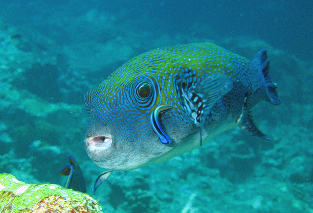 Arothron caeruleopunctatus (青斑叉鼻魨)