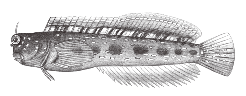 Rhabdoblennius nitidus (燦爛笠鳚)