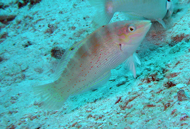 Coris batuensis (巴都盔魚)