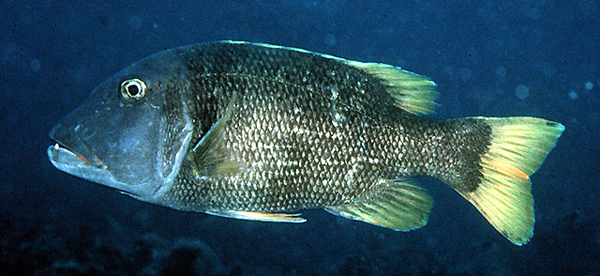 Lethrinus erythracanthus (紅棘龍占魚)