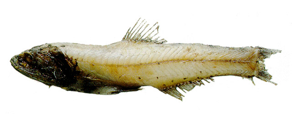 Lampanyctus tenuiformis (天紐珍燈魚)