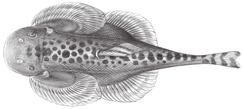 Sinogastromyzon puliensis (埔里中華爬岩鰍)
