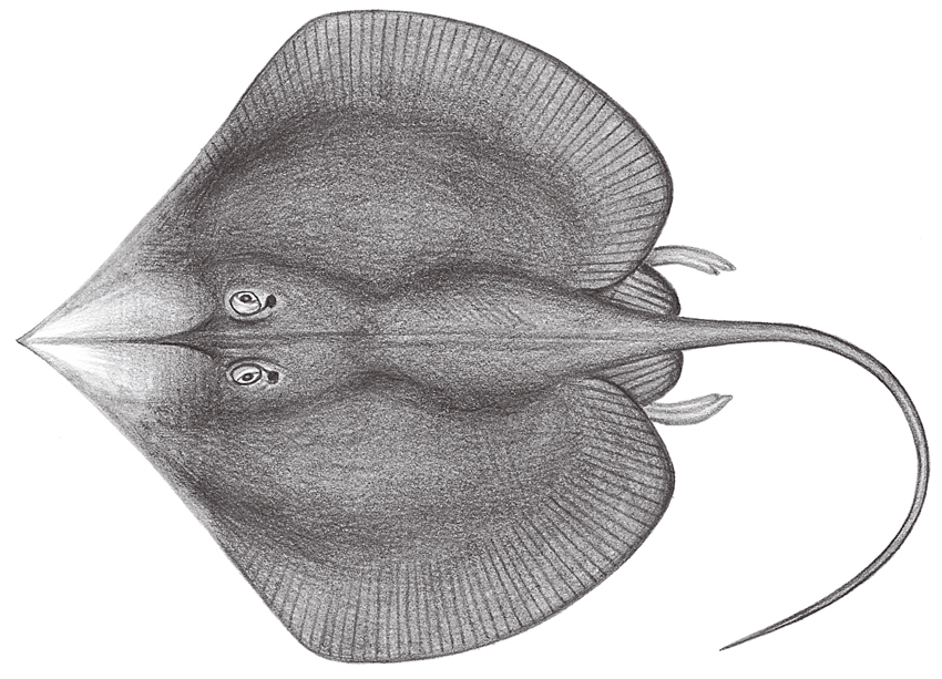 Sinobatis melanosoma (黑體海灣無鰭鰩)