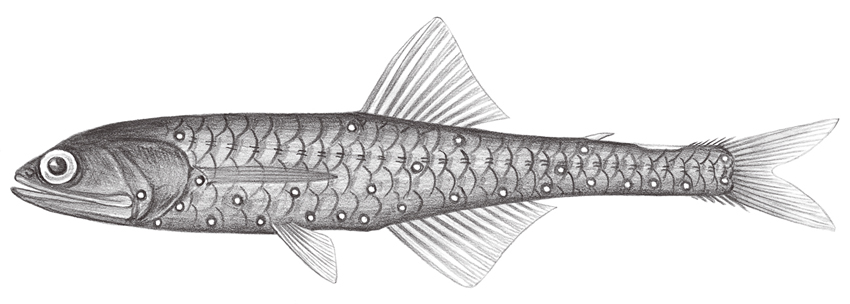 Notolychnus valdiviae (瓦氏尖吻背燈魚)
