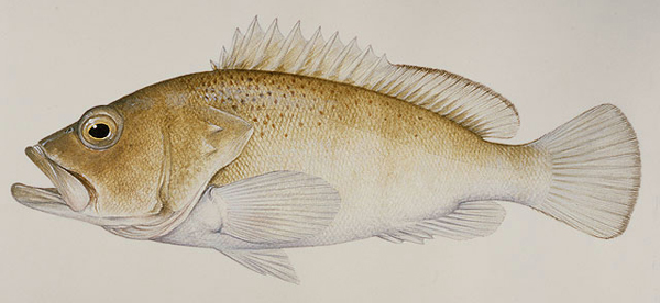 Epinephelus stictus (南海石斑魚)