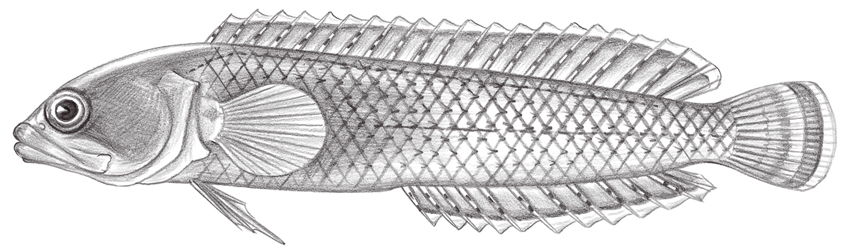 Beliops batanensis (菲律賓針鰭鮗)