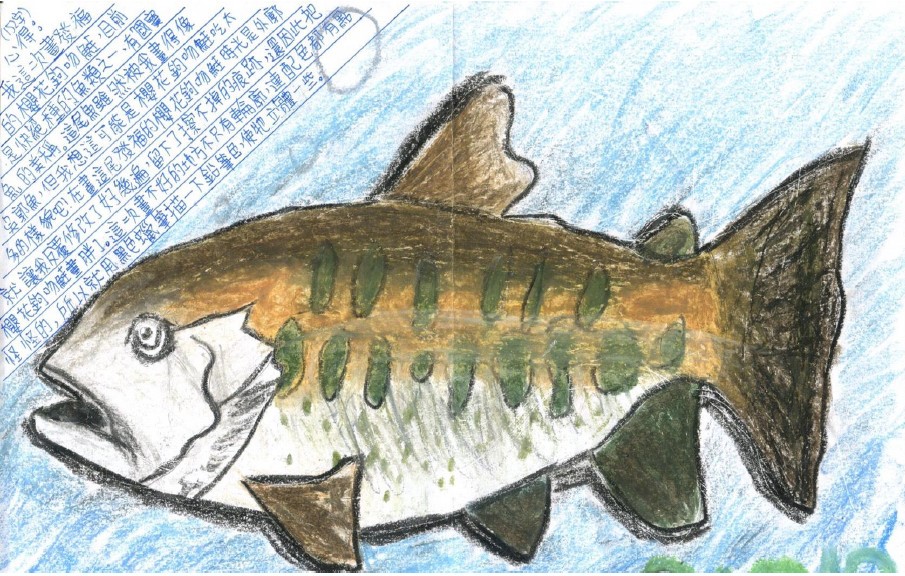 學生圖文作品：第一組推派最佳同學的報告，分享櫻花鉤吻鮭