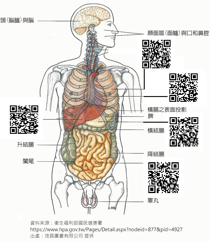 人體器官圖及QR CODE