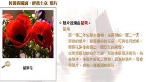 何國香風過，醉我士女_鴉片縮圖