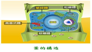 生物1_植物的營養與運輸_葉的構造圖2縮圖