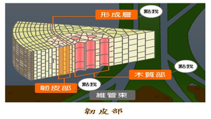 生物1_植物的營養與運輸_韌皮部圖縮圖