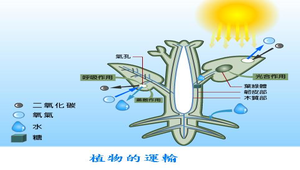 生物1_植物的營養與運輸_植物的運輸圖縮圖