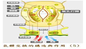 生物1_植物的營養與運輸_氣體交換的構造與作用圖5縮圖