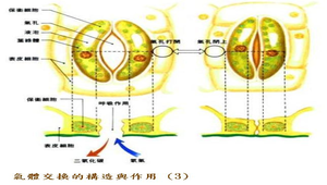生物1_植物的營養與運輸_氣體交換的構造與作用圖3