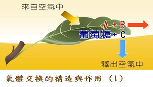 生物1_植物的營養與運輸_氣體交換的構造與作用圖1