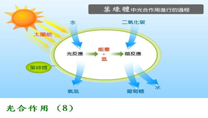 生物1_植物的營養與運輸_光合作用_圖8
