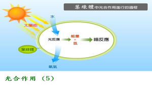 生物1_植物的營養與運輸_光合作用_圖5縮圖