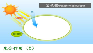 生物1_植物的營養與運輸_光合作用_圖2縮圖