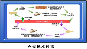 生物3_動物的協調與恆定_血糖恆定循環圖縮圖