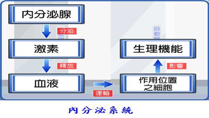 生物3_動物的協調與恆定_內分泌系統圖