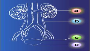 生物3_動物的協調與恆定_人體的排泄系統圖