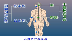 生物3_動物的協調與恆定_人體的神經系統圖