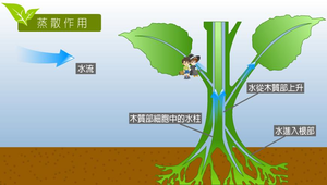 生物1_植物的營養與運輸_蒸散作用圖