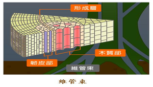 生物1_植物的營養與運輸_維管束圖