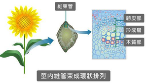 生物1_植物的營養與運輸_莖內的維管束是散生排列圖縮圖