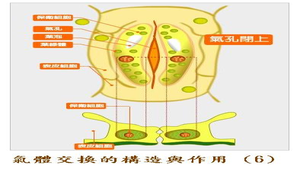 生物1_植物的營養與運輸_氣體交換的構造與作用圖6縮圖