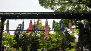 懸掛在日本犬山城下的鯉魚旗縮圖