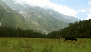 雲南玉龍雪山下的草原風光縮圖