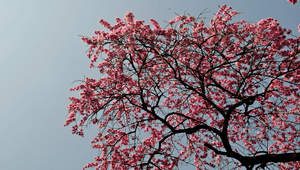 盛開的日本櫻花縮圖
